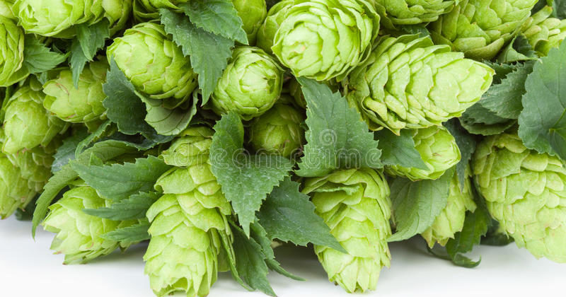The Aromas of Tropical Hops